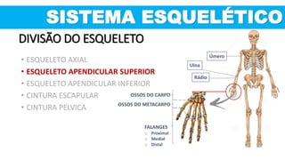 Úmero
Rádio
Ulna
OSSOS DO CARPO
OSSOS DO METACARPO
FALANGES
o Proximal
o Medial
o Distal
SISTEMA ESQUELÉTICO
DIVISÃO DO ESQUELETO
• ESQUELETO AXIAL
• ESQUELETO APENDICULAR SUPERIOR
• ESQUELETO APENDICULAR INFERIOR
• CINTURA ESCAPULAR
• CINTURA PELVICA
 
