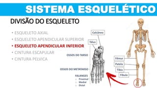 Fêmur
OSSOS DO TARSO
OSSOS DO METATARSO
FALANGES
o Proximal
o Medial
o Distal
Tálus
Calcâneo
Patela
Tíbia
Fíbula
SISTEMA ESQUELÉTICO
DIVISÃO DO ESQUELETO
• ESQUELETO AXIAL
• ESQUELETO APENDICULAR SUPERIOR
• ESQUELETO APENDICULAR INFERIOR
• CINTURA ESCAPULAR
• CINTURA PELVICA
 