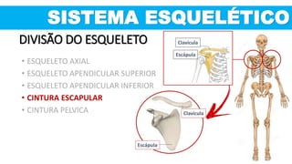 Clavícula
Escápula
Escápula
Clavícula
SISTEMA ESQUELÉTICO
DIVISÃO DO ESQUELETO
• ESQUELETO AXIAL
• ESQUELETO APENDICULAR SUPERIOR
• ESQUELETO APENDICULAR INFERIOR
• CINTURA ESCAPULAR
• CINTURA PELVICA
 