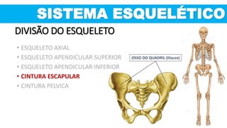 OSSO DO QUADRIL (Ilíacos)
DIVISÃO DO ESQUELETO
• ESQUELETO AXIAL
• ESQUELETO APENDICULAR SUPERIOR
• ESQUELETO APENDICULAR INFERIOR
• CINTURA ESCAPULAR
• CINTURA PELVICA
SISTEMA ESQUELÉTICO
 