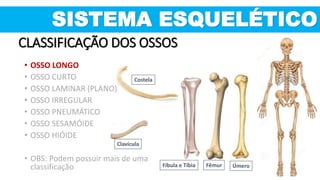 Costela
SISTEMA ESQUELÉTICO
CLASSIFICAÇÃO DOS OSSOS
• OSSO LONGO
• OSSO CURTO
• OSSO LAMINAR (PLANO)
• OSSO IRREGULAR
• OSSO PNEUMÁTICO
• OSSO SESAMÓIDE
• OSSO HIÓIDE
• OBS: Podem possuir mais de uma
classificação Fíbula e Tíbia Fêmur Úmero
Clavícula
 