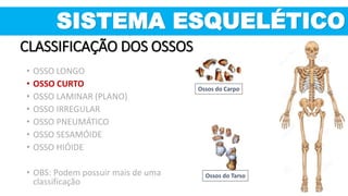 Ossos do Carpo
Ossos do Tarso
SISTEMA ESQUELÉTICO
CLASSIFICAÇÃO DOS OSSOS
• OSSO LONGO
• OSSO CURTO
• OSSO LAMINAR (PLANO)
• OSSO IRREGULAR
• OSSO PNEUMÁTICO
• OSSO SESAMÓIDE
• OSSO HIÓIDE
• OBS: Podem possuir mais de uma
classificação
 