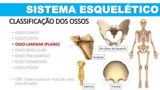 • OSSO LONGO
• OSSO CURTO
• OSSO LAMINAR (PLANO)
• OSSO IRREGULAR
• OSSO PNEUMÁTICO
• OSSO SESAMÓIDE
• OSSO HIÓIDE
• OBS: Podem possuir mais de uma
classificação
Ílio (Osso do Quadril)
Esterno Frontal
Escápula
SISTEMA ESQUELÉTICO
CLASSIFICAÇÃO DOS OSSOS
 