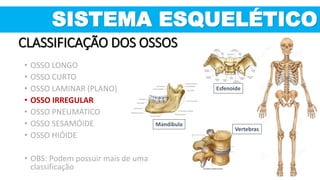 CLASSIFICAÇÃO DOS OSSOS
Esfenoide
Mandíbula
• OSSO LONGO
• OSSO CURTO
• OSSO LAMINAR (PLANO)
• OSSO IRREGULAR
• OSSO PNEUMÁTICO
• OSSO SESAMÓIDE
• OSSO HIÓIDE
• OBS: Podem possuir mais de uma
classificação
SISTEMA ESQUELÉTICO
Vertebras
 