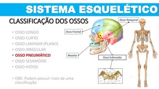 SISTEMA ESQUELÉTICO
Osso Temporal
Osso Frontal
Osso Esfenoide
Maxilar
CLASSIFICAÇÃO DOS OSSOS
• OSSO LONGO
• OSSO CURTO
• OSSO LAMINAR (PLANO)
• OSSO IRREGULAR
• OSSO PNEUMÁTICO
• OSSO SESAMÓIDE
• OSSO HIÓIDE
• OBS: Podem possuir mais de uma
classificação
 