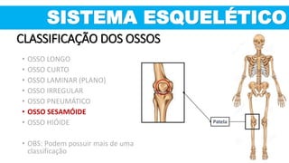 Patela
SISTEMA ESQUELÉTICO
CLASSIFICAÇÃO DOS OSSOS
• OSSO LONGO
• OSSO CURTO
• OSSO LAMINAR (PLANO)
• OSSO IRREGULAR
• OSSO PNEUMÁTICO
• OSSO SESAMÓIDE
• OSSO HIÓIDE
• OBS: Podem possuir mais de uma
classificação
 