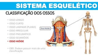 Osso Hioide
SISTEMA ESQUELÉTICO
CLASSIFICAÇÃO DOS OSSOS
• OSSO LONGO
• OSSO CURTO
• OSSO LAMINAR (PLANO)
• OSSO IRREGULAR
• OSSO PNEUMÁTICO
• OSSO SESAMÓIDE
• OSSO HIÓIDE
• OBS: Podem possuir mais de uma
classificação
 