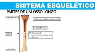 SISTEMA ESQUELÉTICO
PARTES DE UM OSSO LONGO
Epífise Proximal
Diáfise
Epífise Distal
Cavidade Medular
Epífise com medula óssea vermelha
Medula Amarela
• Armazenamento de gordura
• (Tutano)
 