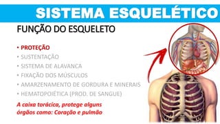 SISTEMA ESQUELÉTICO
FUNÇÃO DO ESQUELETO
• PROTEÇÃO
• SUSTENTAÇÃO
• SISTEMA DE ALAVANCA
• FIXAÇÃO DOS MÚSCULOS
• AMARZENAMENTO DE GORDURA E MINERAIS
• HEMATOPOIÉTICA (PROD. DE SANGUE)
A caixa torácica, protege alguns
órgãos como: Coração e pulmão
 