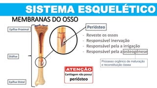SISTEMA ESQUELÉTICO
MEMBRANAS DO OSSO
Epífise Proximal
Diáfise
Epífise Distal
‐ Reveste os ossos
‐ Responsável inervação
‐ Responsável pela a irrigação
‐ Responsável pela a osteogênese
Periósteo
Cartilagem não possui
periósteo
Processo orgânico de maturação
e reconstituição óssea
 