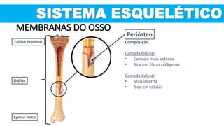SISTEMA ESQUELÉTICO
Epífise Proximal
Diáfise
Epífise Distal
Periósteo
Composição
Camada Fibrilar
• Camada mais externa
• Rica em fibras colágenas
Camada Celular
• Mais interna
• Rica em células
MEMBRANAS DO OSSO
 