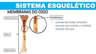 SISTEMA ESQUELÉTICO
Epífise Proximal
Diáfise
Epífise Distal
• camada de tecido conectivo
vascular que reveste a cavidade
medular do osso
Endósteo
MEMBRANAS DO OSSO
 