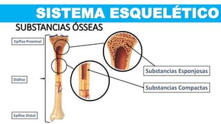 SISTEMA ESQUELÉTICO
SUBSTANCIAS ÓSSEAS
Epífise Proximal
Diáfise
Epífise Distal
Substancias Compactas
Substancias Esponjosas
 
