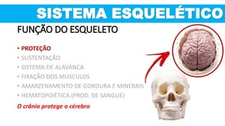 O crânio protege o cérebro
FUNÇÃO DO ESQUELETO
• PROTEÇÃO
• SUSTENTAÇÃO
• SISTEMA DE ALAVANCA
• FIXAÇÃO DOS MÚSCULOS
• AMARZENAMENTO DE GORDURA E MINERAIS
• HEMATOPOIÉTICA (PROD. DE SANGUE)
SISTEMA ESQUELÉTICO
 