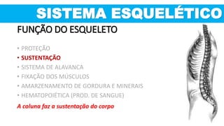 A coluna faz a sustentação do corpo
FUNÇÃO DO ESQUELETO
SISTEMA ESQUELÉTICO
• PROTEÇÃO
• SUSTENTAÇÃO
• SISTEMA DE ALAVANCA
• FIXAÇÃO DOS MÚSCULOS
• AMARZENAMENTO DE GORDURA E MINERAIS
• HEMATOPOIÉTICA (PROD. DE SANGUE)
 
