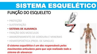 SISTEMA ESQUELÉTICO
O sistema esquelético é um dos responsáveis pelos
movimentos articulares para que seja realizado todo o
sistema de alavancas
• PROTEÇÃO
• SUSTENTAÇÃO
• SISTEMA DE ALAVANCA
• FIXAÇÃO DOS MÚSCULOS
• AMARZENAMENTO DE GORDURA E MINERAIS
• HEMATOPOIÉTICA (PROD. DE SANGUE)
FUNÇÃO DO ESQUELETO
 