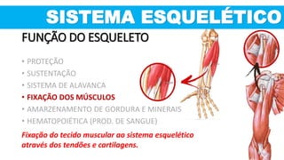 SISTEMA ESQUELÉTICO
FUNÇÃO DO ESQUELETO
Fixação do tecido muscular ao sistema esquelético
através dos tendões e cartilagens.
• PROTEÇÃO
• SUSTENTAÇÃO
• SISTEMA DE ALAVANCA
• FIXAÇÃO DOS MÚSCULOS
• AMARZENAMENTO DE GORDURA E MINERAIS
• HEMATOPOIÉTICA (PROD. DE SANGUE)
 