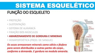 Os ossos armazenam minerais como cálcio e fósforo
para serem distribuídos a outras partes do corpo ,
conforme a demanda. E gordura na medula amarela.
SISTEMA ESQUELÉTICO
FUNÇÃO DO ESQUELETO
• PROTEÇÃO
• SUSTENTAÇÃO
• SISTEMA DE ALAVANCA
• FIXAÇÃO DOS MÚSCULOS
• AMARZENAMENTO DE GORDURA E MINERAIS
• HEMATOPOIÉTICA (PROD. DE SANGUE)
 