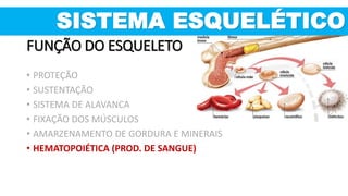 SISTEMA ESQUELÉTICO
FUNÇÃO DO ESQUELETO
• PROTEÇÃO
• SUSTENTAÇÃO
• SISTEMA DE ALAVANCA
• FIXAÇÃO DOS MÚSCULOS
• AMARZENAMENTO DE GORDURA E MINERAIS
• HEMATOPOIÉTICA (PROD. DE SANGUE)
 