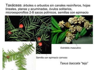 Taxáceas : árboles o arbustos sin canales resiníferos, hojas lineales, planas y acuminadas, óvulos solitarios, microesporofilos 2-8 sacos polínicos, semillas con epimacio Taxus baccata  “tejo” Estróbilo masculino Semilla con epimacio carnoso 