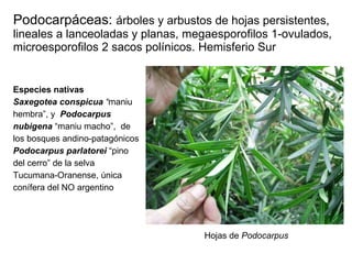 Podocarpáceas:  árboles y arbustos de hojas persistentes, lineales a lanceoladas y planas,  megaesporofilos 1-ovulados, microesporofilos 2 sacos polínicos.   Hemisferio Sur Hojas de  Podocarpus   Estróbilo masculino Especies nativas  Saxegotea conspicua  “ maniu hembra”, y  Podocarpus   nubigena  “maniu macho”,  de los bosques andino-patagónicos Podocarpus parlatorei  “pino del cerro” de la selva Tucumana-Oranense, única conífera del NO argentino 