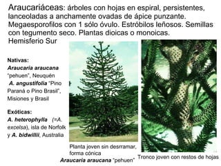 Araucariáceas : árboles con  hojas en espiral, persistentes, lanceoladas a anchamente ovadas de ápice punzante.  Megaesporofilos con 1 sólo óvulo. Estróbilos leñosos. Semillas con tegumento seco. Plantas dioicas o monoicas.  Hemisferio Sur Nativas:  Araucaria araucana  “pehuen”, Neuquén A. angustifolia  “Pino Paraná o Pino Brasil”, Misiones y Brasil  Exóticas:  A. heterophylla   (=A. excelsa ), isla de Norfolk y  A. bidwillii , Australia Planta joven sin desrramar, forma cónica Tronco joven con restos de hojas Araucaria araucana  “pehuen” 
