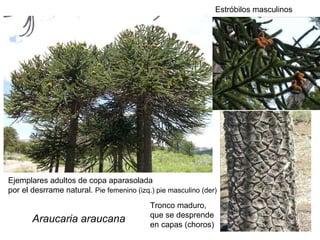 Araucaria araucana Ejemplares adultos de copa aparasolada  por el desrrame natural.  Pie femenino (izq.) pie masculino (der) Tronco maduro,  que se desprende  en capas (choros) Estróbilos masculinos 