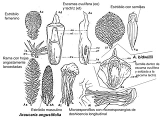 Araucaria angustifolia Rama con hojas  angostamente  lanceoladas Estróbilo femenino Escamas ovulífera (eo)  y tectriz (et) Microesporofilos con microesporangios de  deshicencia longitudinal Estróbilo masculino Estróbilo con semillas  A. bidwillii Semilla dentro de  escama ovulífera  y soldada a la escama tectriz  
