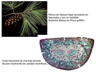 Rama con típicas hojas aciculares en  fascículos y con un estróbilo  femenino leñoso en  Pinus  griffithii  Corte trasversal de una hoja acicular  de pino mostrando los canales resiníferos 