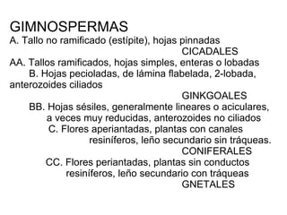 GIMNOSPERMAS A. Tallo no ramificado (estípite), hojas pinnadas CICADALES  AA. Tallos ramificados, hojas simples, enteras o lobadas   B. Hojas pecioladas, de lámina flabelada, 2-lobada,  anterozoides ciliados GINKGOALES   BB. Hojas sésiles, generalmente lineares o aciculares,    a veces muy reducidas, anterozoides no ciliados   C. Flores aperiantadas, plantas con canales    resiníferos, leño secundario sin tráqueas. CONIFERALES   CC. Flores periantadas, plantas sin conductos    resiníferos, leño secundario con tráqueas GNETALES 