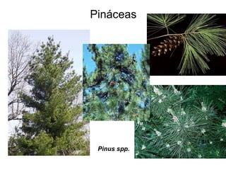 Pináceas Pinus spp. 