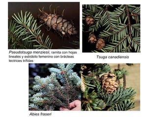Pseudotsuga menziesii,  ramita con hojas lineales y estróbilo femenino con brácteas tectrices trífidas Tsuga canadiensis Abies fraseri 