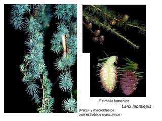 Larix leptolepis  Braqui y macroblastos con estróbilos masculinos Estróbilo femenino 