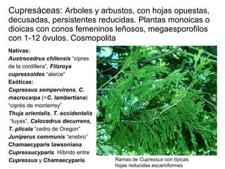 Cupresáceas:  Arboles y arbustos, con hojas opuestas, decusadas, persistentes reducidas. Plantas monoicas o dioicas con conos femeninos leñosos, megaesporofilos con 1-12 óvulos. Cosmopolita Nativas:  Austrocedrus chilensis  “cipres de la cordillera”,  Fitzroya cupressoides  “alerce” Exóticas:  Cupressus   sempervirens ,  C. macrocarpa  (= C. lambertiana ) “ciprés de monterrey” Thuja orientalis ,  T. occidentalis   “tuyas”,  Calocedrus decurrens, T. plicata  “cedro de Oregon” Juniperus communis  “enebro” Chamaecyparis lawsoniana Cupressucyparis   Híbrido entre  Cupressus   y   Chamaecyparis Ramas de  Cupressus  con típicas  hojas reducidas escamiformes 