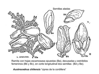 Austrocedrus chilensis  “cipres de la cordillera” Ramita con hojas escamosasa opuestas (Ba), decusadas y estróbilos femeninos (Bb y Bc), en corte longitudinal dos semillas  (Bd y Be).  Semillas aladas 