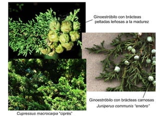 Cupressus macrocarpa  “ciprés” Juniperus communis “enebro” Ginoestróbilo con brácteas peltadas leñosas a la madurez Ginoestróbilo con brácteas carnosas 