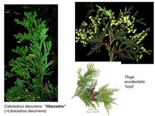 Calocedrus decurrens  “libocedro” ( =Libocedrus decurrens )  Thuja occidentalis “ tuya”  