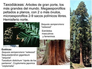 Taxodiáceas:  Arboles de gran porte, los más grandes del mundo. Megaesporofilos peltados a planos, con 2 o más óvulos, microesporofilos 2-9 sacos polínicos libres. Hemisferio norte. Exóticas: Sequoia sempervirens  “redwood” Sequoiadendron giganteum “sequoia”  Taxodium distichum “ciprés de los pantanos”, Cryptomeria japonica “criptomelia” Estróbilos masculinos y femeninos Sequoia sempervirens  “redwood” 