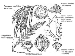 Taxodium ascendens Rama con estróbilos  femeninos braquiblasto  foliado caduco Escama ovulífera con semillas escama ovulífera (eo), escama tectriz (et) y óvulo en corte longitudinal Escama ovulífera con 2 óvulos en desarrollo 