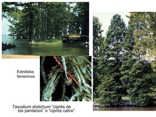 Taxodium distichum  “ciprés de los pantanos” o “ciprés calvo” Estróbilos femeninos  