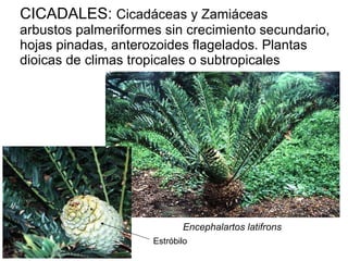 CICADALES:  Cicadáceas y Zamiáceas arbustos palmeriformes sin crecimiento secundario, hojas pinadas, anterozoides flagelados. Plantas dioicas de climas tropicales o subtropicales Encephalartos latifrons Estróbilo  