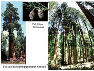 Sequoiadendrum   giganteum  “sequoia ” Estróbilos femeninos 