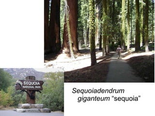 Sequoiadendrum   giganteum  “sequoia” 