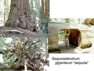 Sequoiadendrum   giganteum  “sequoia” 