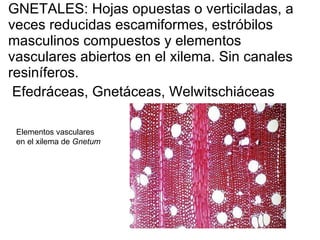 GNETALES: Hojas opuestas o verticiladas, a veces reducidas escamiformes, estróbilos masculinos compuestos y elementos vasculares abiertos en el xilema. Sin canales resiníferos.  Efedráceas, Gnetáceas, Welwitschiáceas   Elementos vasculares  en el xilema de  Gnetum 