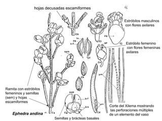 Ephedra andina Ramita con estróbilos  femeninos y semillas  (sem) y hojas escamiformes hojas decusadas escamiformes Corte del Xilema mostrando las perforaciones múltiples  de un elemento del vaso Estróbilos masculinos con flores axilares Estróbilo femenino con flores femeninas axilares Semillas y brácteas basales 