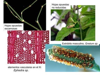 Ephedra sp. Estróbilo masculino,  Gnetum sp. elementos vasculares en el Xi Hojas opuestas  escamosas Hojas opuestas  no reducidas 