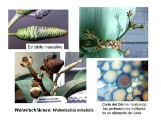 Welwitschiáceas:  Welwitschia mirabilis Estróbilo masculino Corte del Xilema mostrando las perforaciones múltiples  de un elemento del vaso 