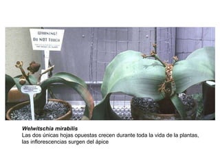 Welwitschia mirabilis Las dos únicas hojas opuestas crecen durante toda la vida de la plantas,  las inflorescencias surgen del ápice 