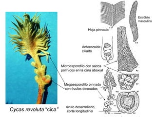 Hoja pinnada Anterozoide ciliado Megaesporofilo pinnado con óvulos desnudos Microesporofilo con sacos  polínicos en la cara abaxial óvulo desarrollado, corte longitudinal Estróbilo  masculino Cycas revoluta  “cica ” 